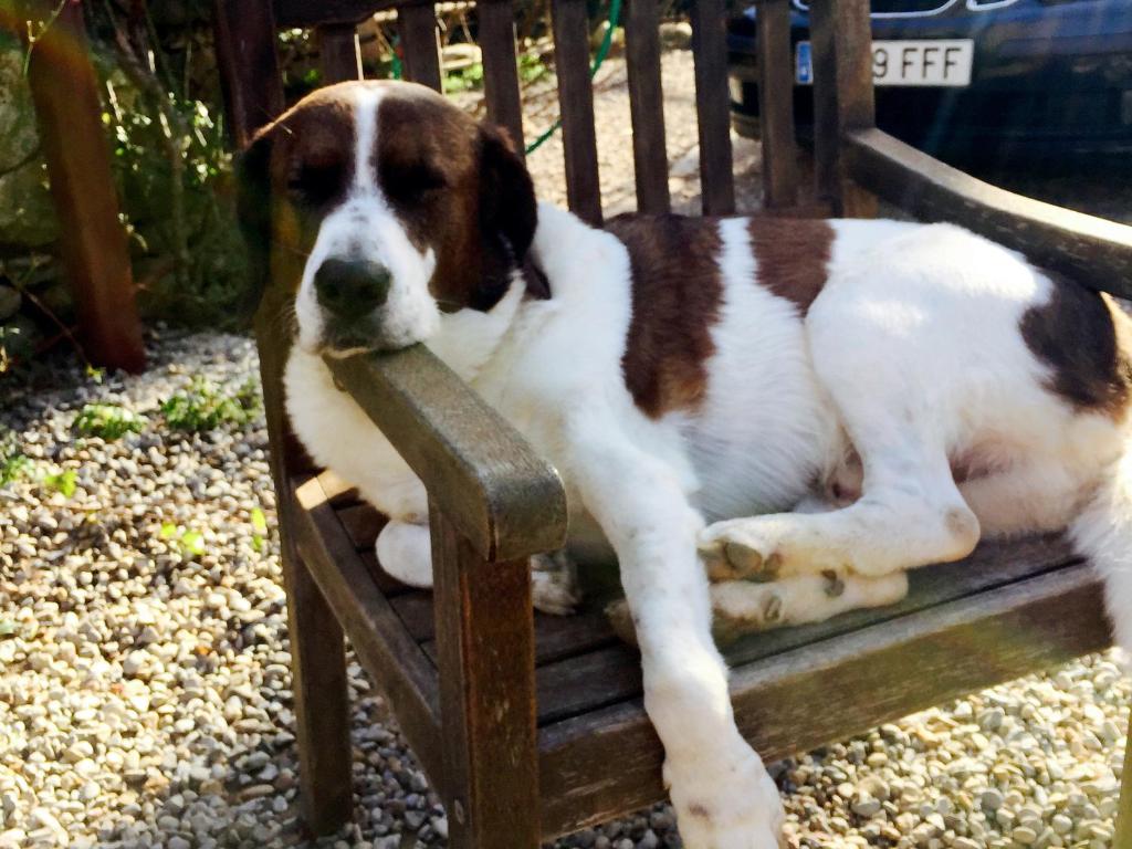 Domácí mazlíčci ubytovaní s hosty v ubytování B&B Mas Torrencito Pet Friendly