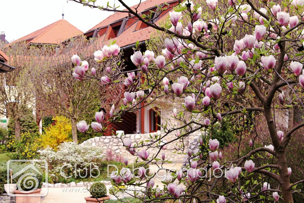Zahrada ubytování Club Dobogómajor superior