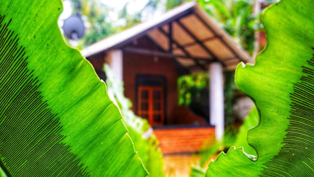 Zahrada ubytování Osheen Homestay Sigiriya