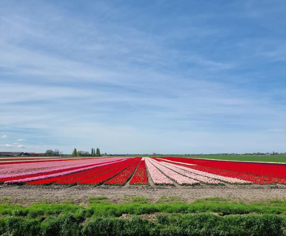 Fotografie z fotogalerie ubytování Park De Driesprong v destinaci Nieuwveen