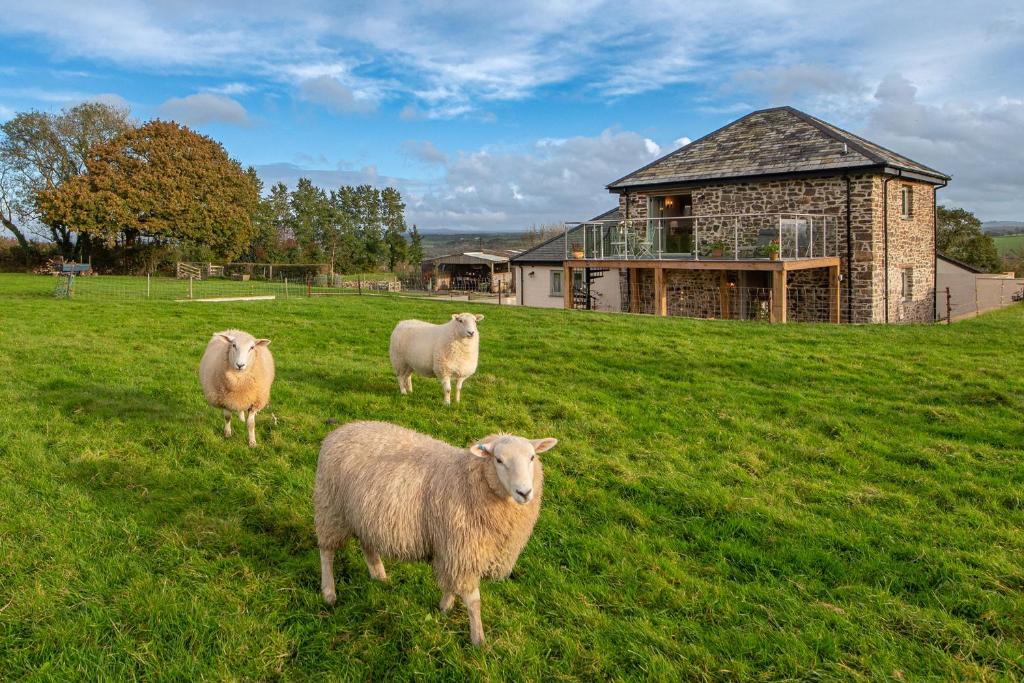 drei Schafe auf einem Feld vor einem Haus in der Unterkunft 18th century renovated barn in beautiful Devon countryside in Broadwoodwidger