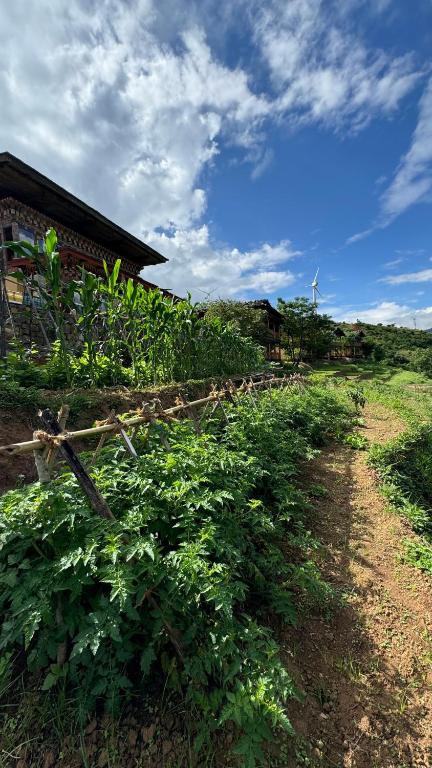 Zahrada ubytování Wangdue Ecolodge