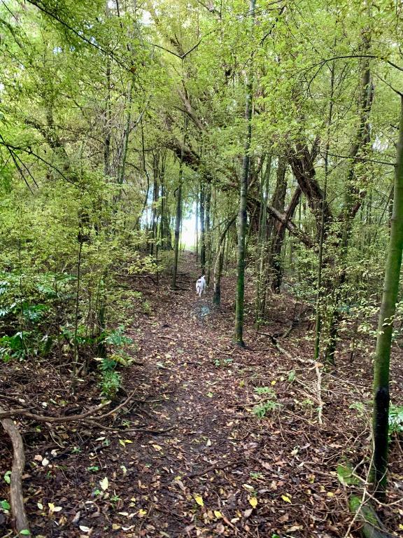 The Venus room at Glendower Homestead - Resim 13