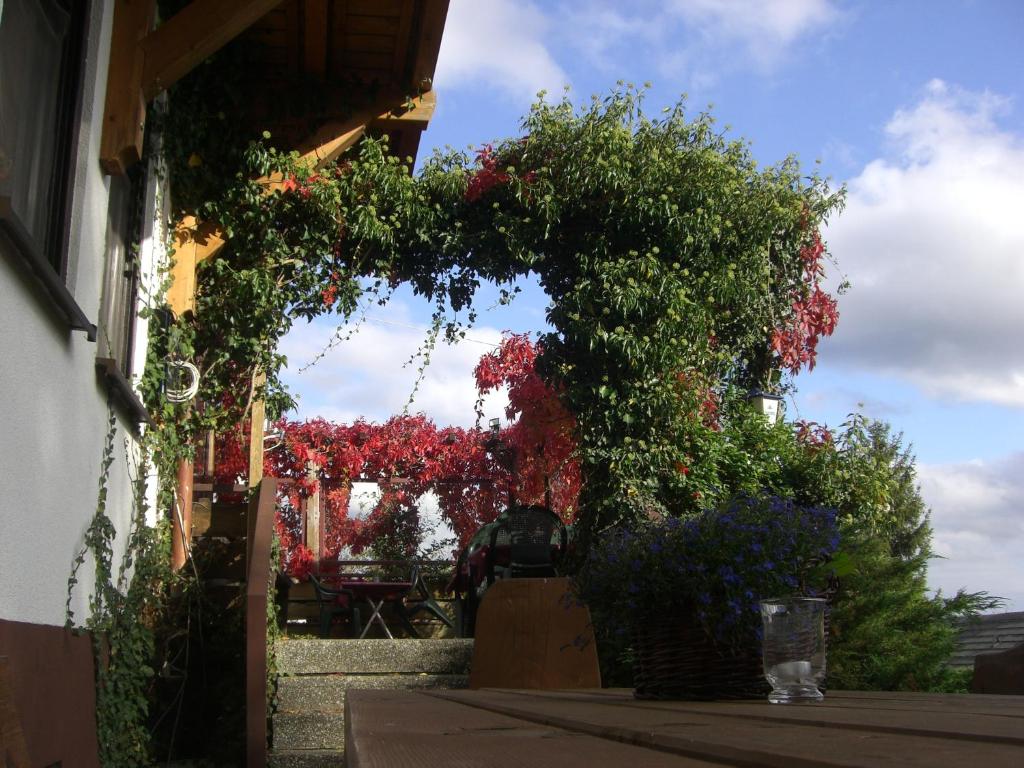 Zahrada ubytování Hotel Dachsberger-Hof