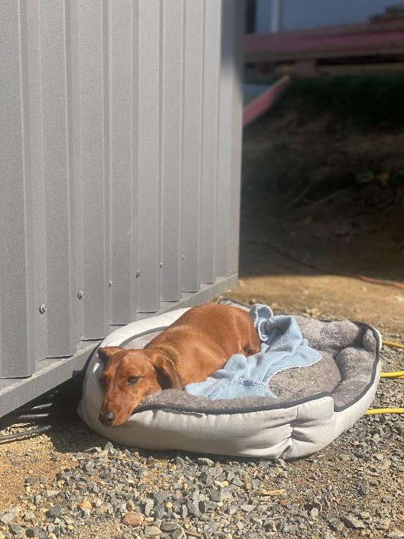 Long Dog Studio - Central city - Resim 14