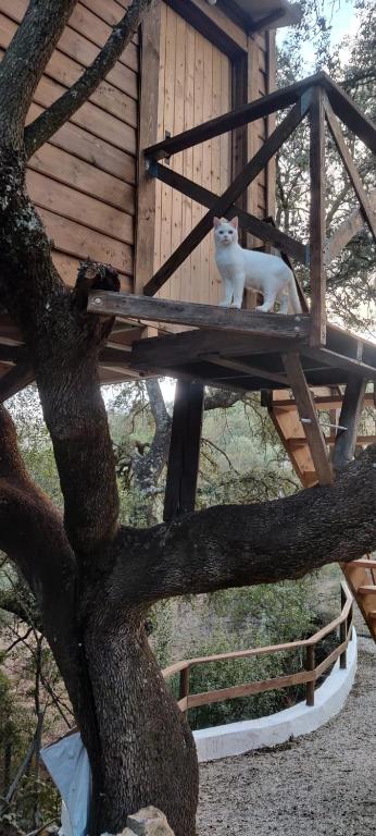 Cabaña del árbol Lavagarural - imagen 3