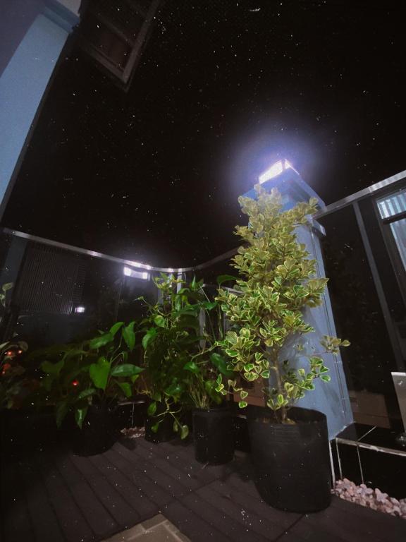 Zahrada ubytování SAIGONESE Studio