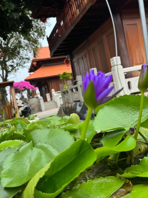 Zahrada ubytování Hoa Giấy Hilltop Retreat