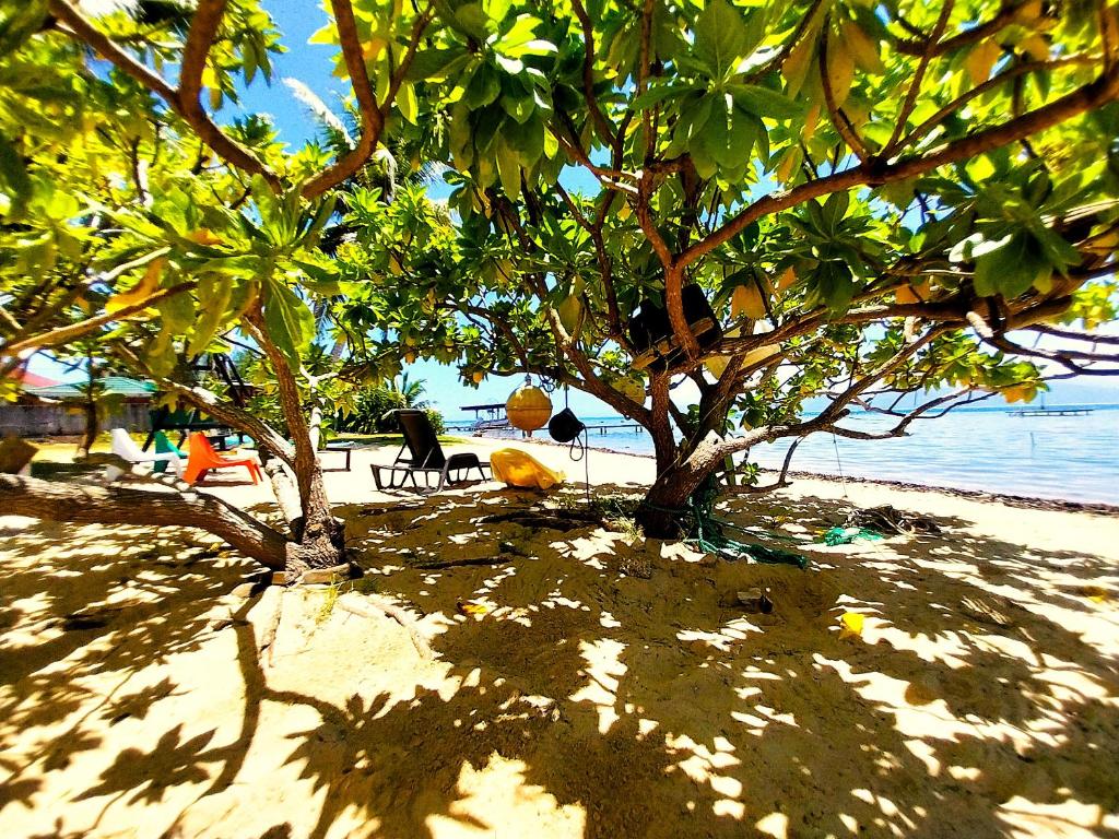 Fotografie z fotogalerie ubytování MOOREA - Manihini Beach Fare v destinaci Maatea