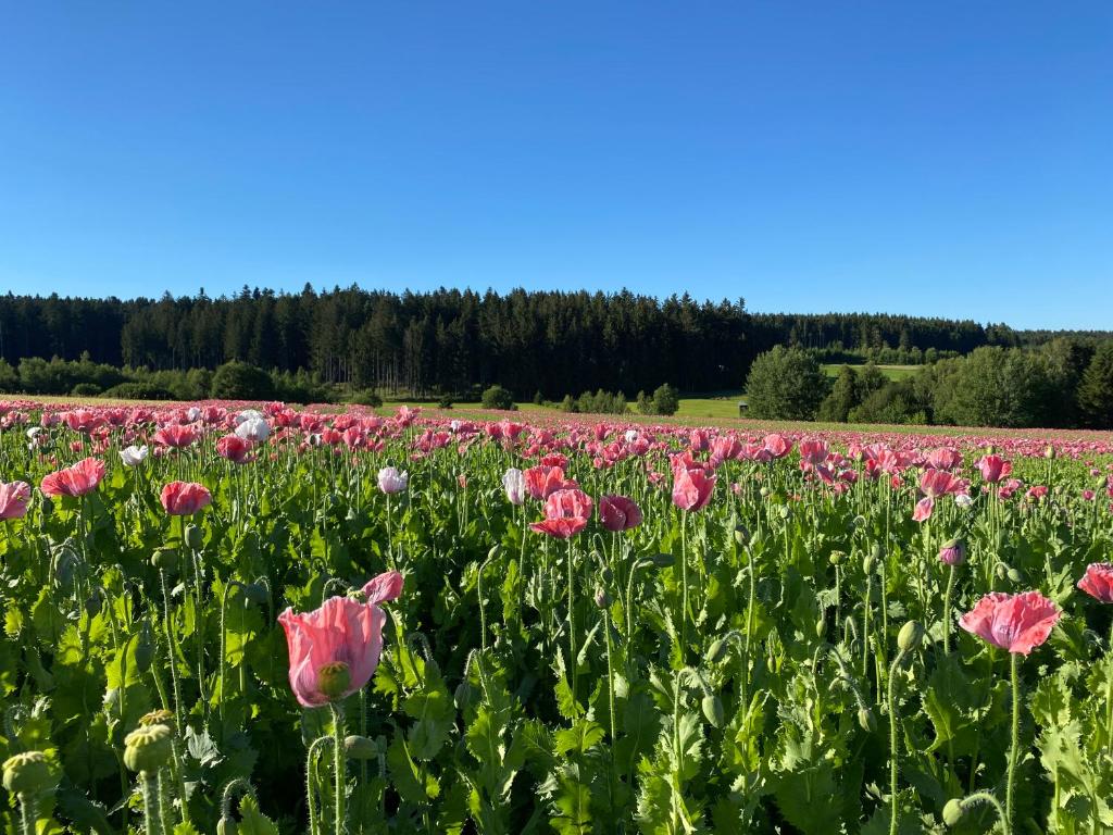 ein Feld mit rosa Blumen auf einem Feld in der Unterkunft Fremdenzimmer Pehn in Ottenschlag