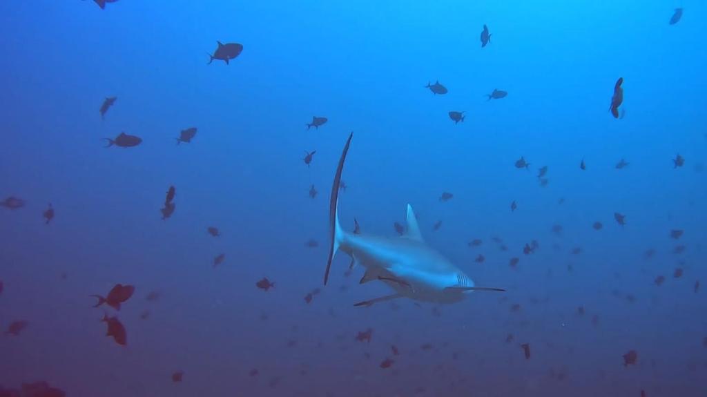 Fotografie z fotogalerie ubytování Paradise by Rashuthere Maldives v Rasdu