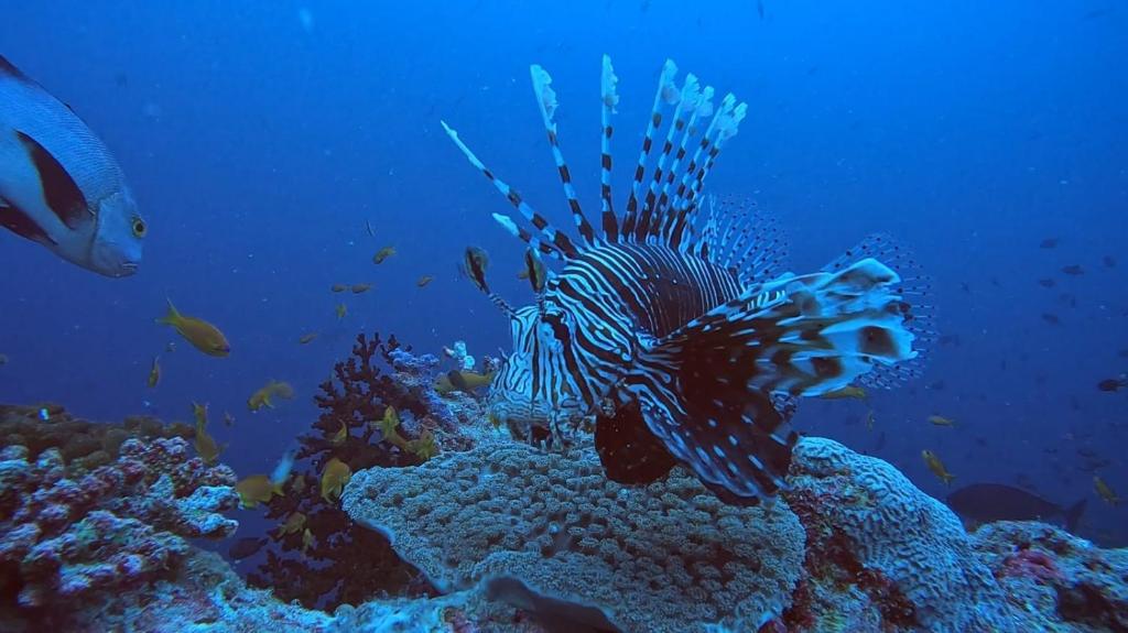Fotografie z fotogalerie ubytování Paradise by Rashuthere Maldives v Rasdu
