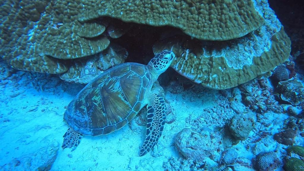 Fotografie z fotogalerie ubytování Paradise by Rashuthere Maldives v Rasdu