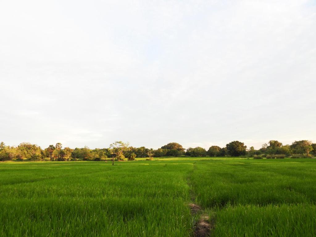 Green Sapphire Holiday Resort Wilpaththu - 4