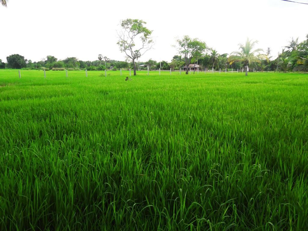 Green Sapphire Holiday Resort Wilpaththu - 5