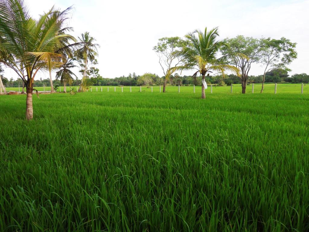 Green Sapphire Holiday Resort Wilpaththu - 9