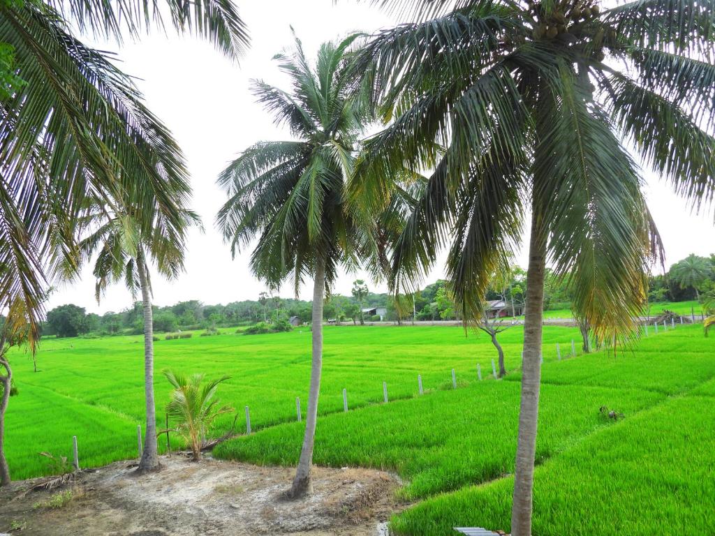 Green Sapphire Holiday Resort Wilpaththu - 11