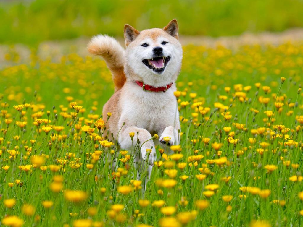 Domácí mazlíčci ubytovaní s hosty v ubytování Labo Land Kurohime