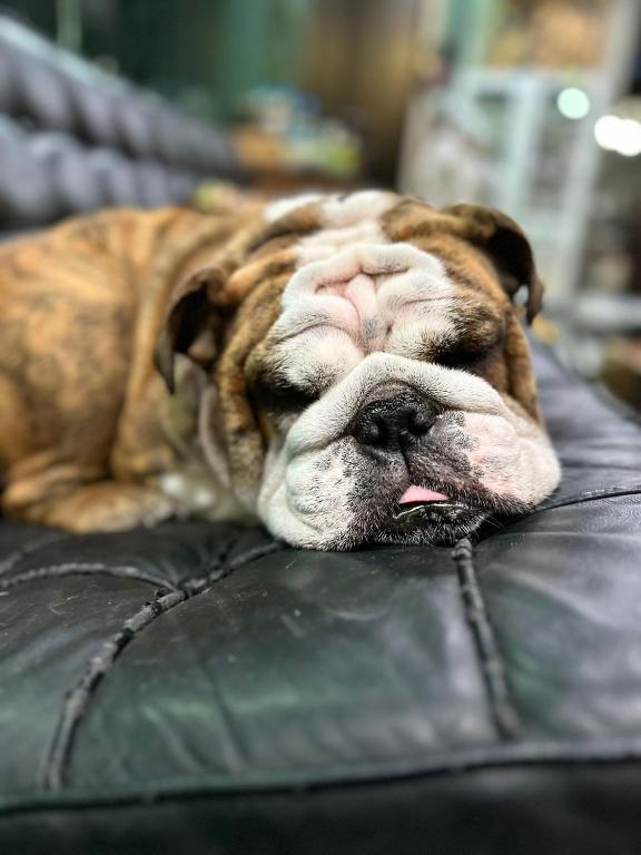 Rent V38 #420 friendly Thailand - Resim 13