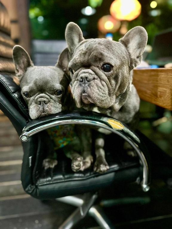 Rent V38 #420 friendly Thailand - Resim 14