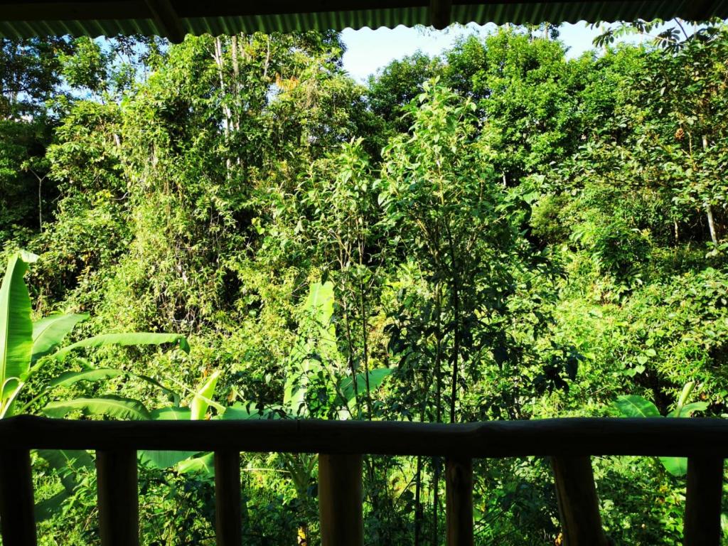 Zahrada ubytování Papaya Lodge