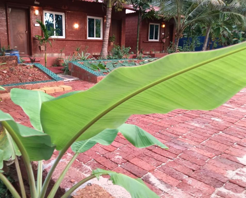 Zahrada ubytování Good Vibes Homestay-Honnavar