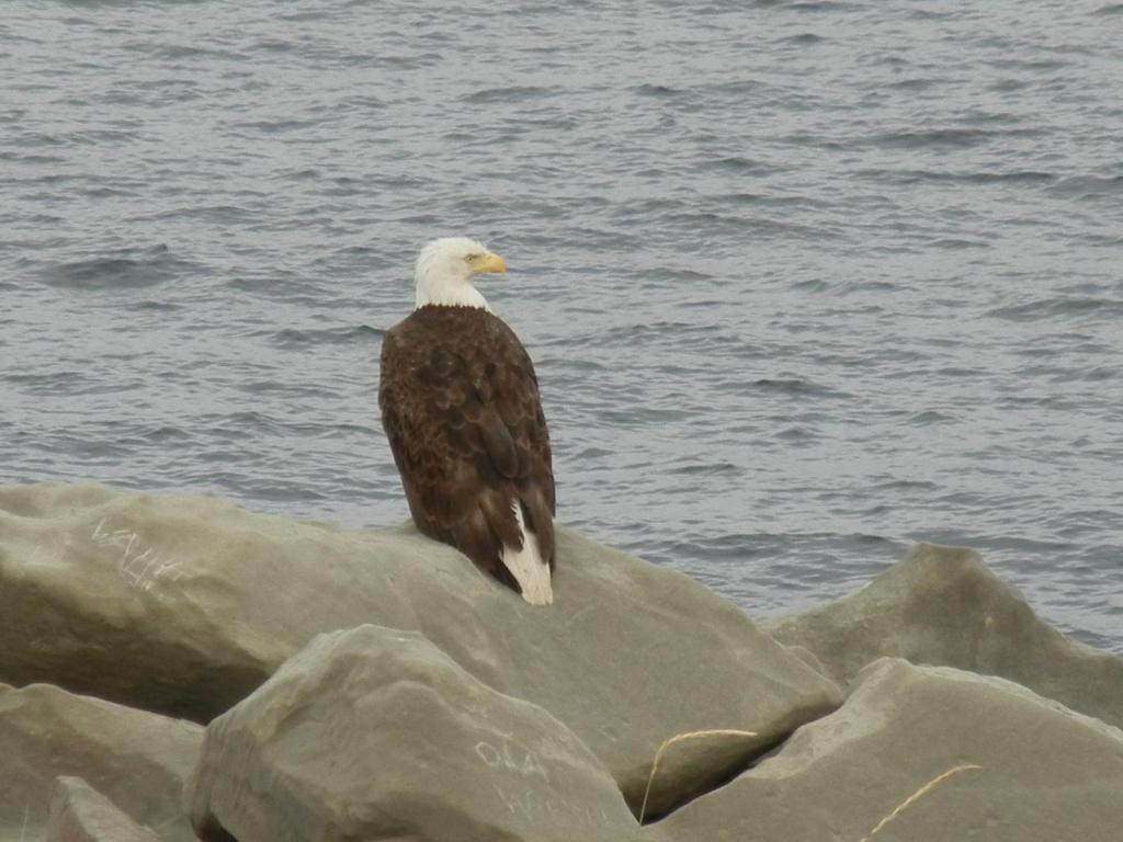 a bird sitting on a rock near the water at The Yellow Sidecar B&B in Cap Le Moine