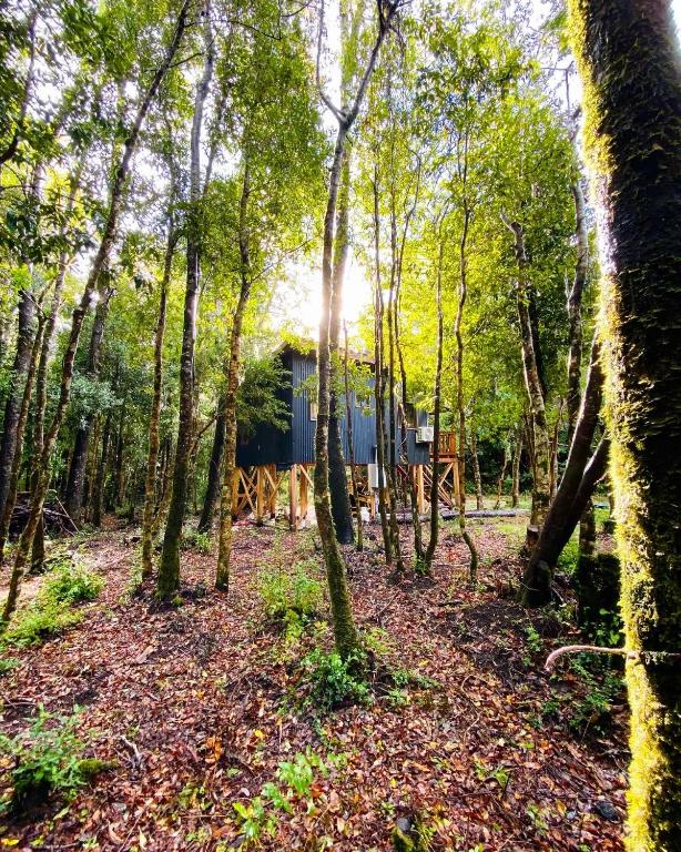 a cabin in the middle of a forest with trees at Cabañas Los Glaciares in Coñaripe