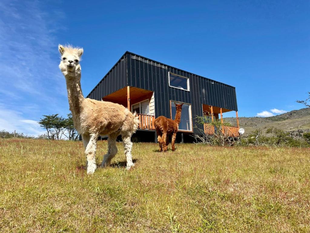 two llamas standing in a field in front of a house at Cabañas Canelita Cochrane in Cochrane
