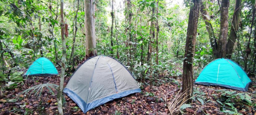 Fotografie z fotogalerie ubytování Amazon Nativo Lodge v destinaci San Pedro