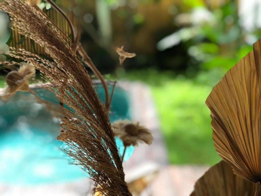 Zahrada ubytování AMAN Villas & SPA