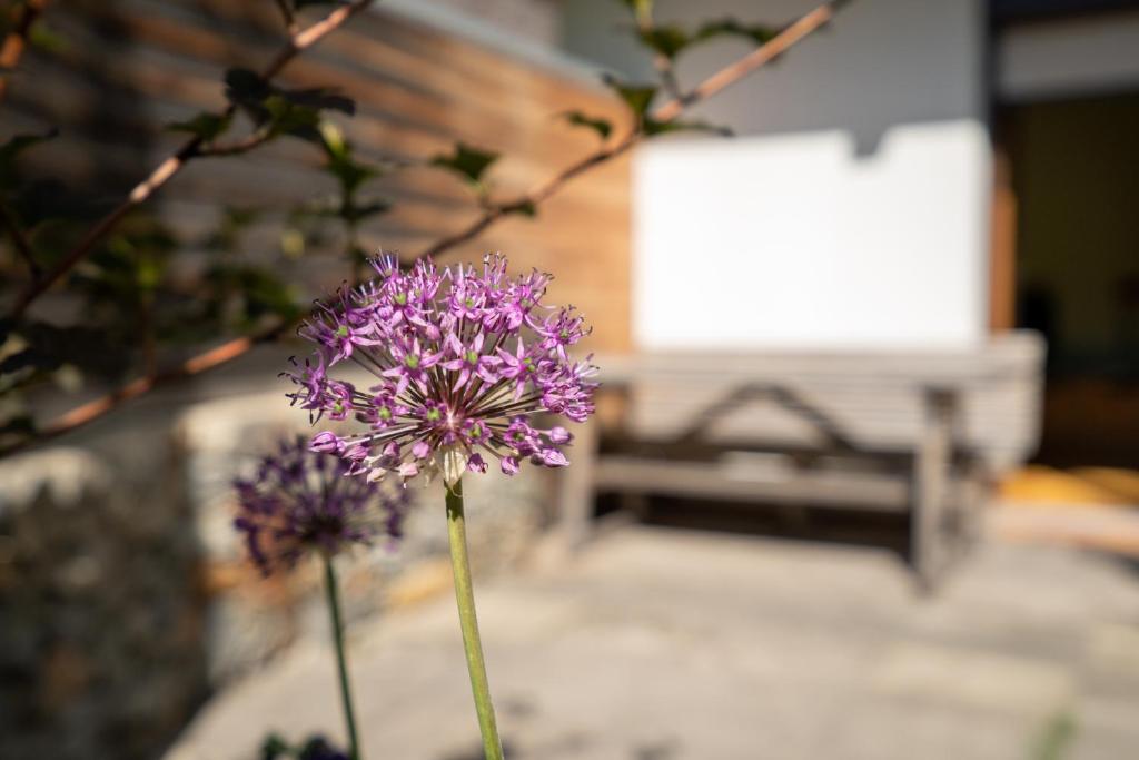 A garden outside Ferienpension Senfter