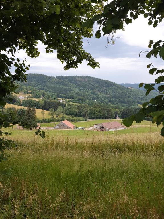 ein Blick von einem Feld mit Gras und Bäumen in der Unterkunft Le Gîte du Chat Gru in Saulxures-sur-Moselotte
