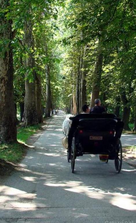 a horse drawn carriage driving down a tree lined road at Apartment in Velika Aleja at Ilidža in Sarajevo