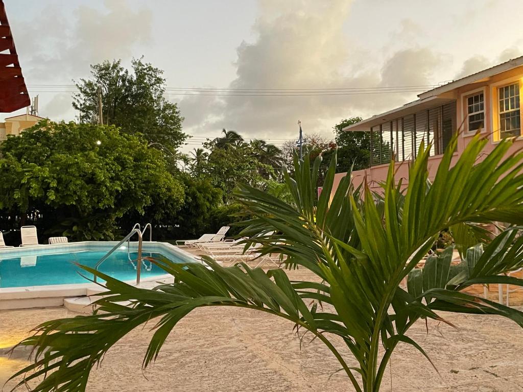 a palm plant in front of a swimming pool at The Monteray Hotel in Christ Church