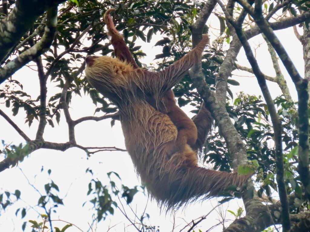 Fotografie z fotogalerie ubytování Monteverde Magic Mountain v destinaci Monteverde Costa Rica