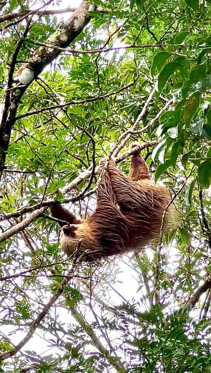 Fotografie z fotogalerie ubytování Monteverde Magic Mountain v destinaci Monteverde Costa Rica