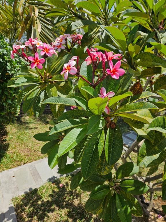 Zahrada ubytování Casa Frangipani Mauritius