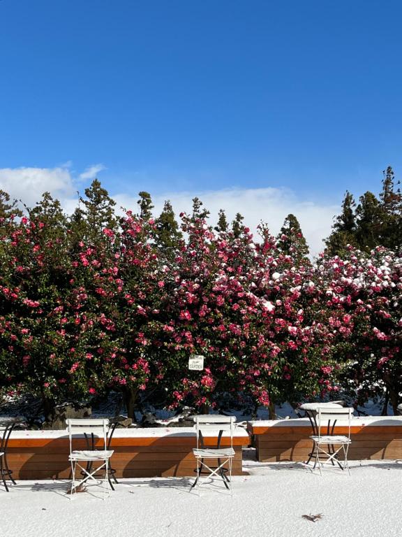 Φωτογραφία από το άλμπουμ του Aria Hotel σε Seogwipo