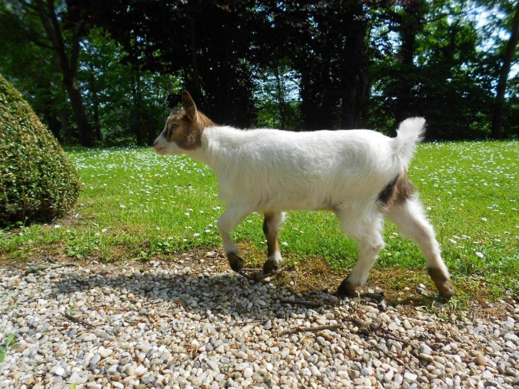 Domácí mazlíčci ubytovaní s hosty v ubytování Gîte insolite "Le Coup de Foudre" Sa Vue Panoramique