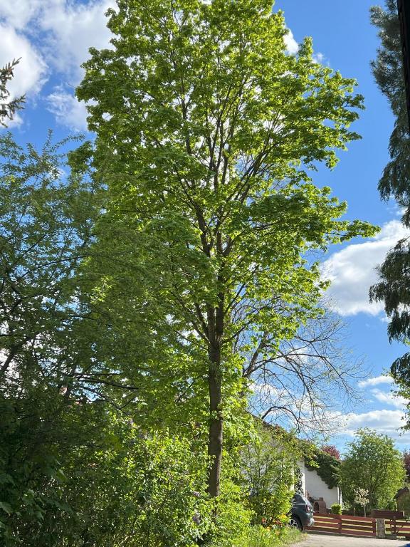 a tree in the middle of a park at Turmfalke in Germaringen