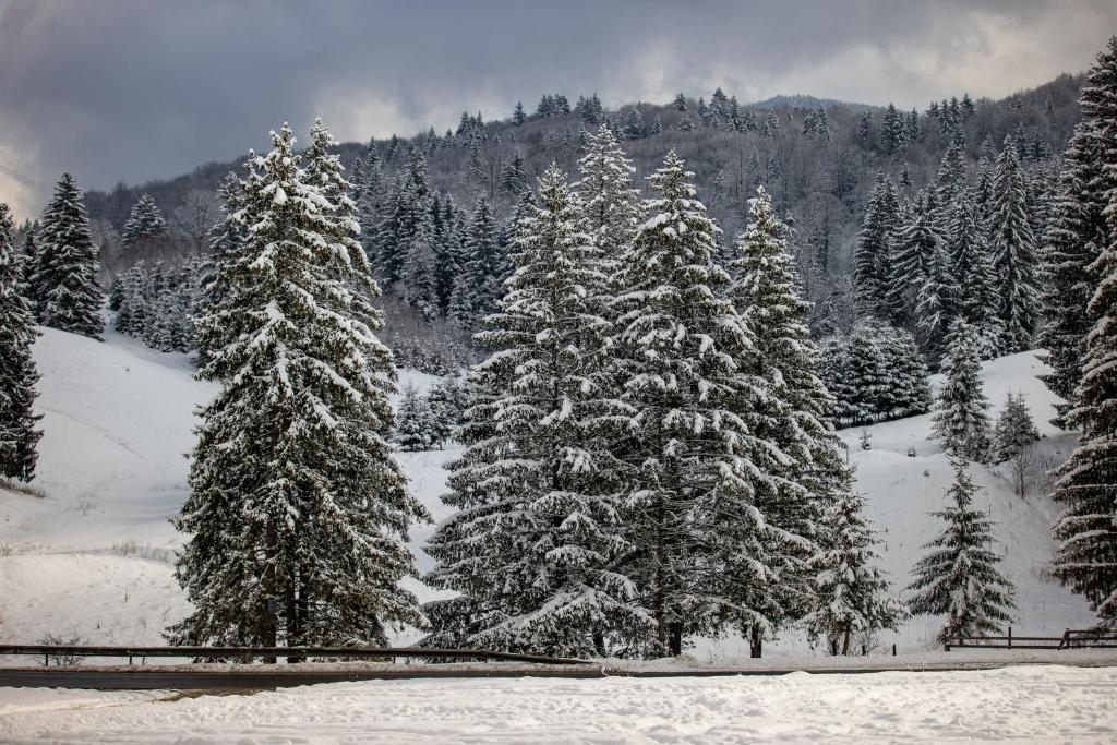 a group of christmas trees covered in snow at Poiana Cristian in Poiana Brasov