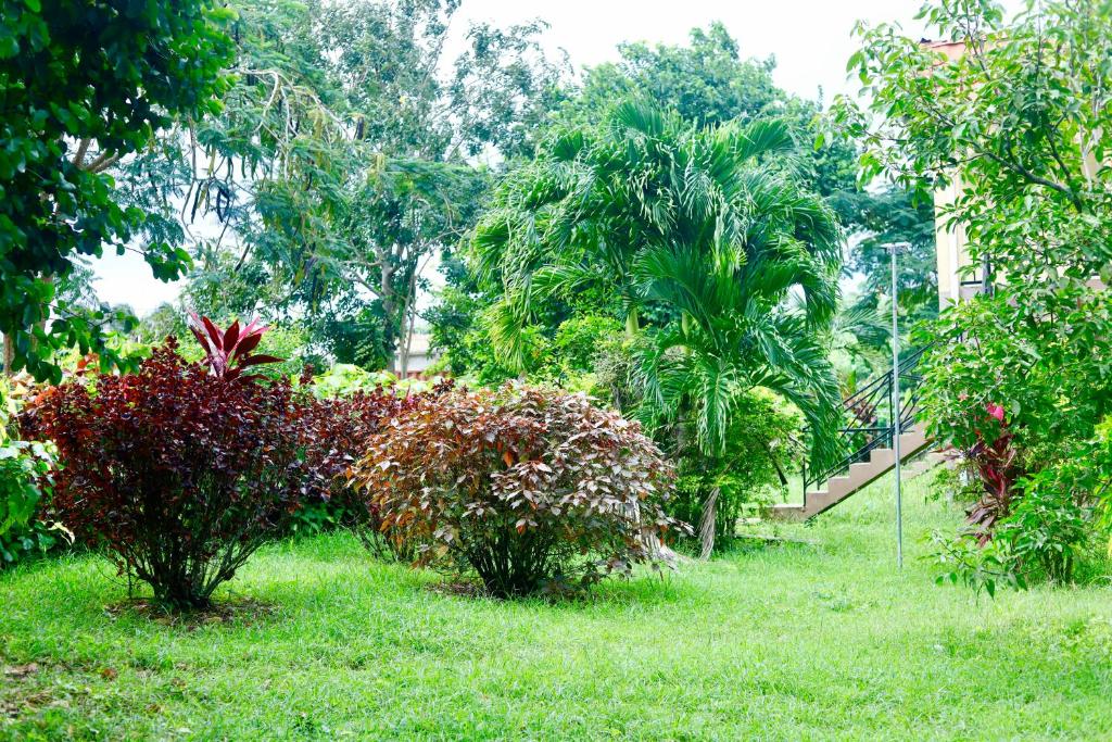 un jardin avec des buissons et des arbres et un bâtiment dans l'établissement JIREH'S PLACE, à St Mary