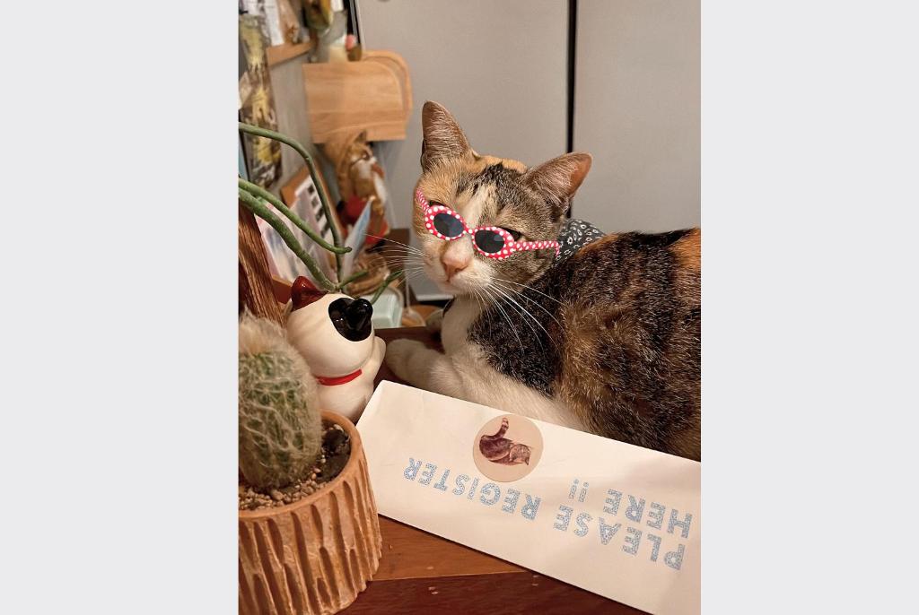 a cat wearing sunglasses sitting on a box at Sleepy House Chiang Rai in Chiang Rai