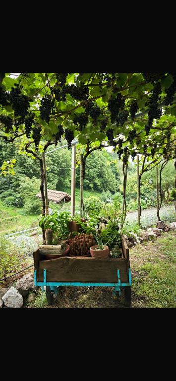 Zahrada ubytování Agriturismo ValFraja