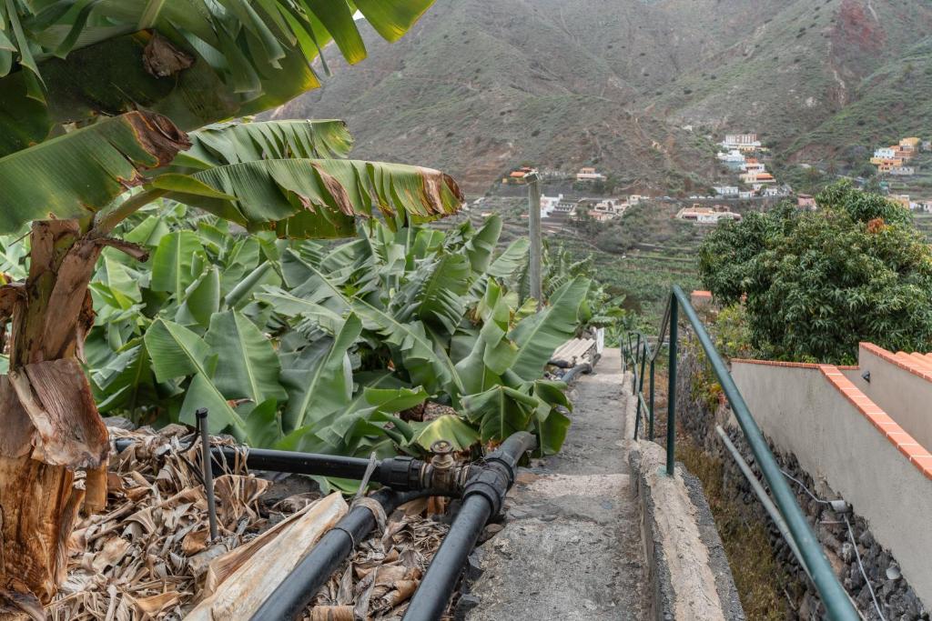 a bunch of banana plants on the side of a mountain at Casa Rural La Cuadra in Hermigua