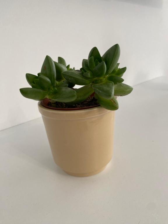 Galería fotográfica de Suite iluminada en el Centro Histórico de Malaga en Málaga