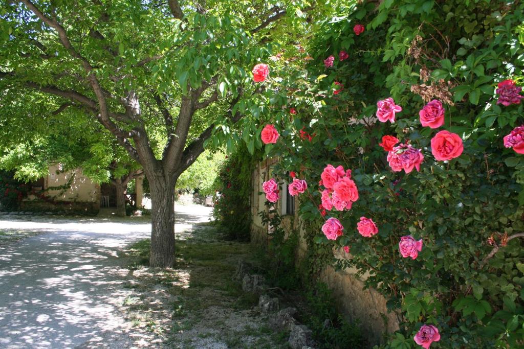 A garden outside Casas Rurales Los Enebros Nerpio