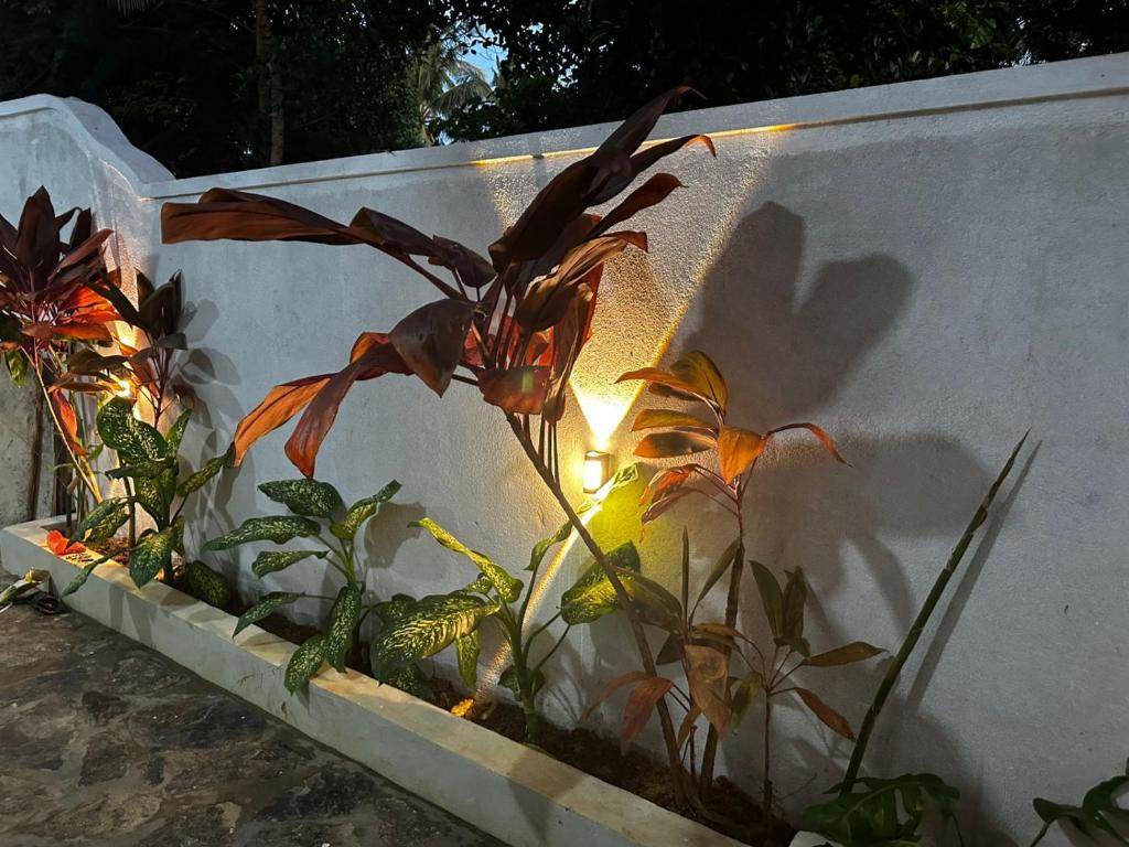 A garden outside TaMaRiNd house