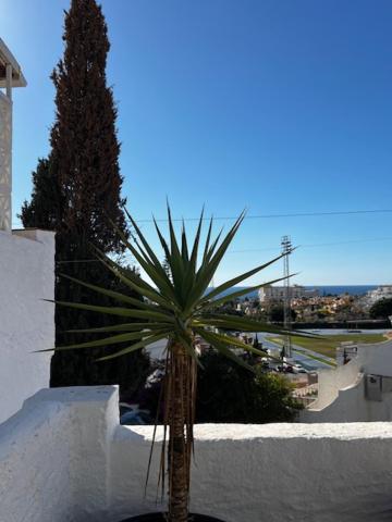 a palm tree sitting on top of a white wall at La casa de Elisabeth in Nerja